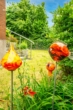 Garten - Schöne Doppelhaushälfte als Ein- oder Zweifamilienhaus nutzbar in idyllischer Lage in Alt-Garbsen